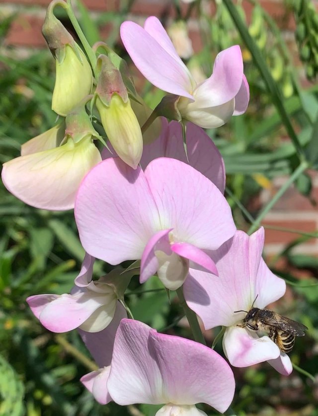 Vaste lathyrus? Deze inheemse soorten komen elk jaar terug
